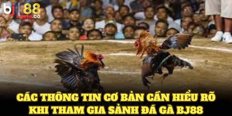 Các thông tin cơ bản cần hiểu rõ khi tham gia sảnh đá gà BJ88