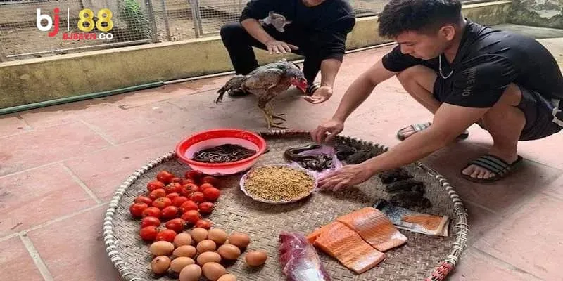 Sử dụng phương pháp vô mồi bằng thức ăn để giúp chiến kê phát triển cơ bắp tốt nhất