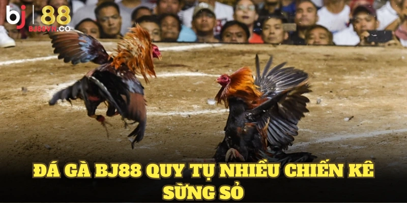 Đá gà BJ88 quy tụ nhiều chiến kê sừng sỏ