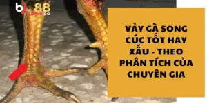 Vảy gà song cúc thumb